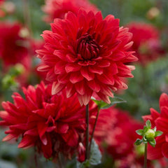 Rainbow Dahlia Collection