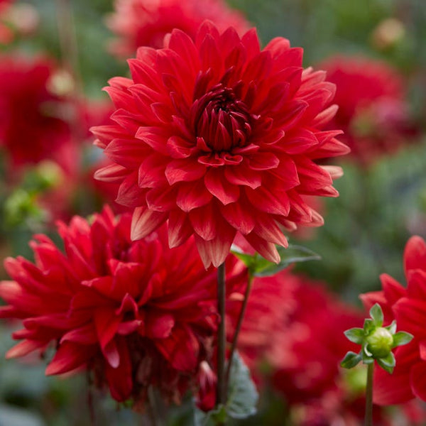 Babylon Red Dinner Plate Dahlia