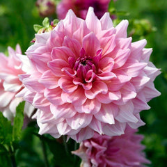 Brilliant Burst Dinner Plate Dahlia Collection