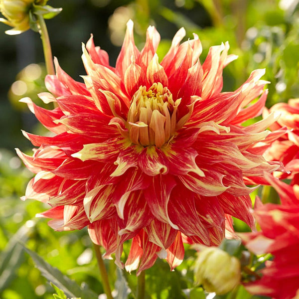 Bodacious Dinner Plate Dahlia
