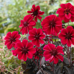 Dracula Dark Angel Dahlia