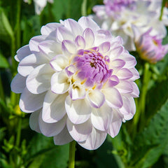 Iced Violet Dahlia Collection