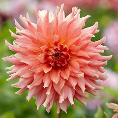 Cupcake Dinner Plate Dahlia Collection