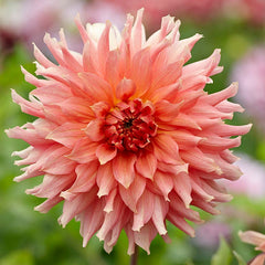 Southern Peach Dahlia Collection