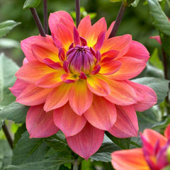 Harmonic Dahlia Collection