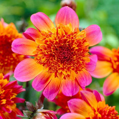 Floorinoor Anemone Dahlia