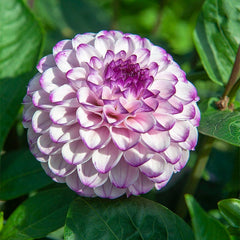 Harmonic Dahlia Collection