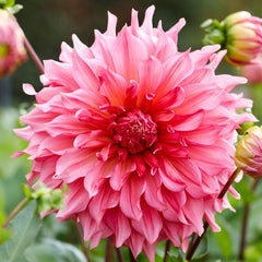 Raspberry Apricot Dinner Plate Dahlia Collection