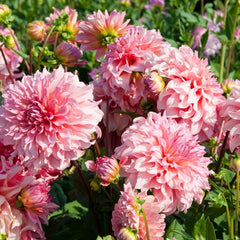 Islander Dinner Plate Dahlia