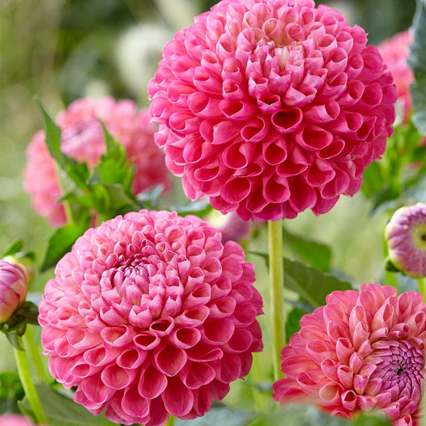 Jowey Frambo Ball Dahlia