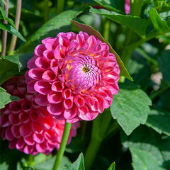 Jowey Frambo Ball Dahlia