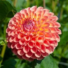 Jowey Nicky Ball Dahlia