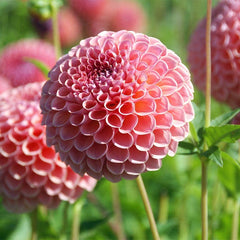 Harmonic Dahlia Collection