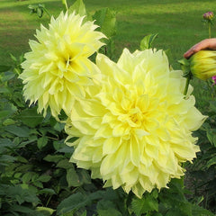 Kelvin Floodlight Dinner Plate Dahlia
