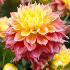 Kogana Fubuki Decorative Dahlia