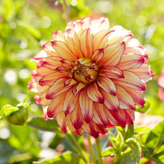 Sunshine Mixed Dahlia Collection