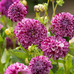 Marble Ball Dahlia