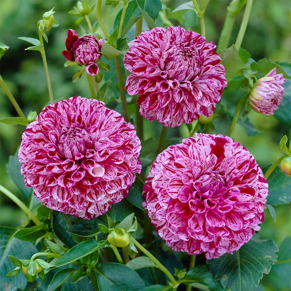 Marble Ball Dahlia