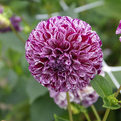 Marble Ball Dahlia