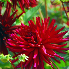 Nuit d'Ete Cactus Dahlia