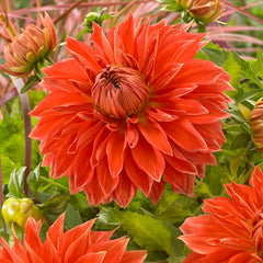 Parkland Glory Dinner Plate Dahlia