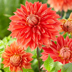 Rainbow Dahlia Collection