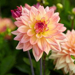 Dahlia Clouds Collection