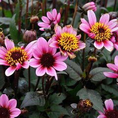 Pretty Woman Dark Angel Dahlia