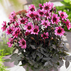 Pretty Woman Dark Angel Dahlia