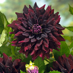 Rip City Decorative Dahlia