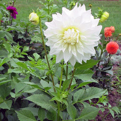 Snow Country Dinner Plate Dahlia