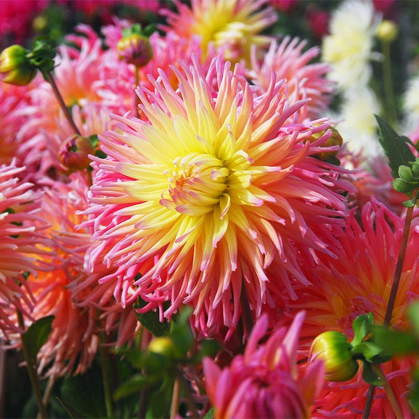 Star Elite Cactus Dahlia