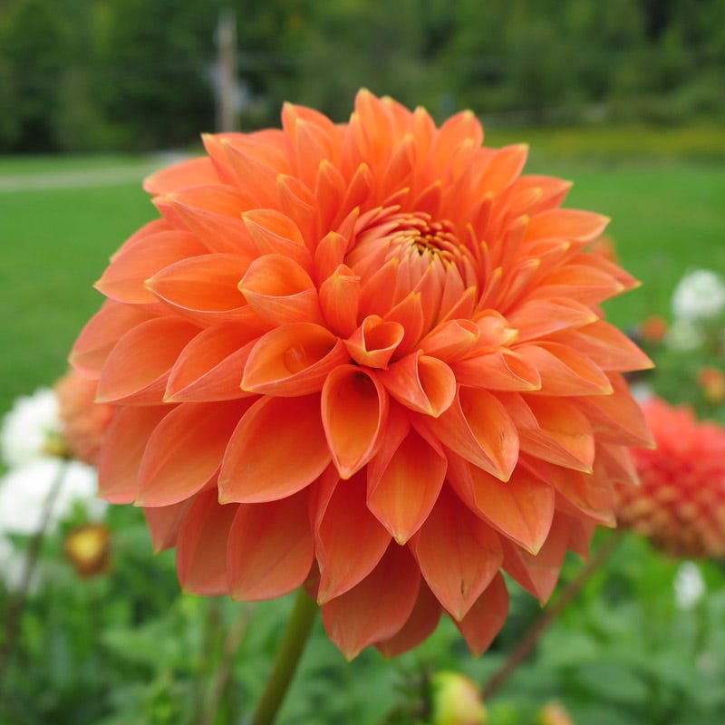 Prince of Orange Decorative Dahlia - Seedsplant