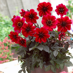 Dracula Dark Angel Dahlia