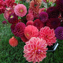 Dahlia Watermelon Mix Bulbs Perennial Growing Bonsai Roots Rhizomes Corms Tubers Potted Planting Reblooming Fragrant Garden Species Blooms Flower Seeds Plant Gardening