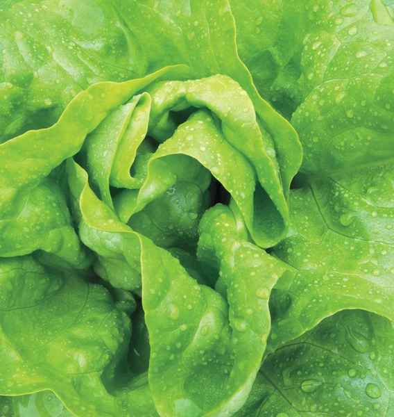 Buttercrunch butterhead lettuce seeds 1g