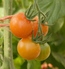 Sungold cherry tomato seeds