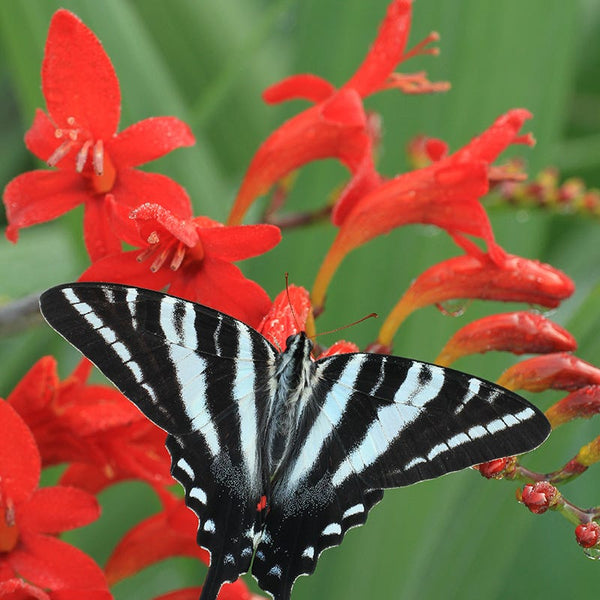 Diablito Crocosmia