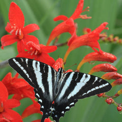 Diablito Crocosmia