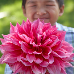 Popsicle Dahlia Collection
