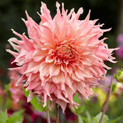 Southern Peach Dahlia Collection