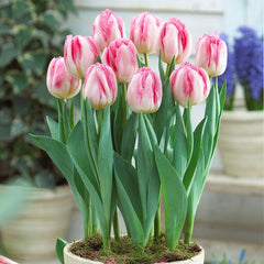 Foxtrot Double Late Tulip