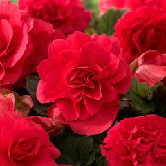 Shade Porch Red Bulb Collection