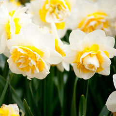 Double Star Daffodil
