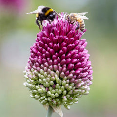 Drumstick Allium