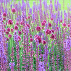 Drumstick Allium