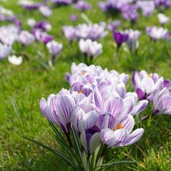 Oh Deer Naturalizing Bulb Collection