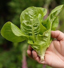 Little Gem Romaine Lettuce 500 Seeds - Seedsplant