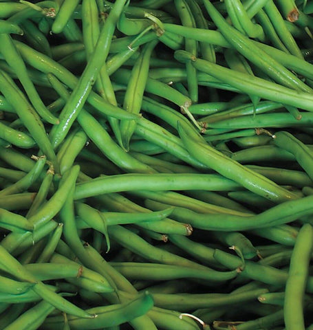 Blue Lake pole beans