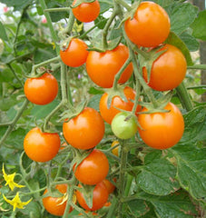 Sungold cherry tomato seeds